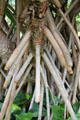Supporting roots of Hala plant in gardens of Dole Plantation. HI.