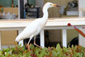 Cattle Egret eating lizard at Dole Plantation. HI.