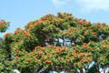 Coral tree in Haleiwa. Haleiwa, HI.
