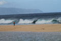 Walker with Banzai Pipeline waves. HI.