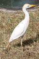 Cattle Egret in Hawaii. HI.