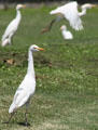 Cattle Egret in Hawaii. HI.
