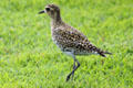 Pacific Golden Plover in Hawaii. HI.
