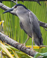 Black-crowned Night-Heron in Hawaii. HI.