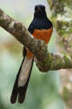 White-rumped Shama in Hawaii. HI.