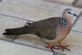 Spotted Dove in Hawaii. HI.