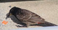 Red-vented Bulbul in Hawaii. HI.