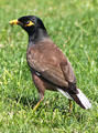 Common Myna or Indian Myna in Hawaii. HI.