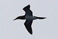 Brown Booby in Hawaii. HI.