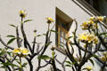 Yellow Plumeria. HI.