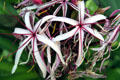 Giant spider lily. HI.