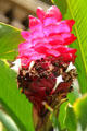 Red ginger. HI.
