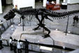 Skeleton of Tyrannosaurus Rex called Sue at Field Museum of Natural History. Chicago, IL.