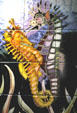 Seahorse art tiles at Shedd Aquarium. Chicago, IL.