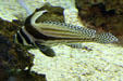 Striped & spotted fish at Aquarium of the Americas. New Orleans, LA.