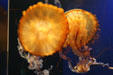 Pacific Sea Nettle jellyfish at Aquarium of the Americas. New Orleans, LA.