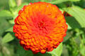 Flowers in gardens at Adams National Historic Site. Quincy, MA.