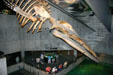 Whale skeleton suspended over tanks at National Aquarium. Baltimore, MD.