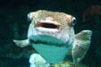 Box fish at National Aquarium. Baltimore, MD.