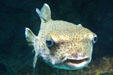 Box fish at National Aquarium. Baltimore, MD.