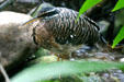 Sunbittern at National Aquarium. Baltimore, MD.