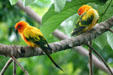 Sun conures at National Aquarium. Baltimore, MD.