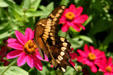 Swallowtail butterfly at Hidden Lake Gardens. MI.