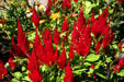 Fiery feathers at Hidden Lake Gardens. MI.