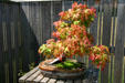 Maple bonsai at Hidden Lake Gardens. MI.