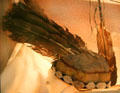 Sioux feather cap at Museum of Anthropology of University of Missouri. Columbia, MO.