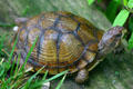 Turtle at George Washington Carver's Birthplace National Monument. Diamond, MO.