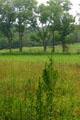 Meadow at George Washington Carver's Birthplace National Monument. Diamond, MO.