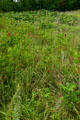 Meadow at George Washington Carver's Birthplace National Monument. Diamond, MO.
