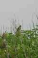 Dickcissel at George Washington Carver's Birthplace National Monument. Diamond, MO.