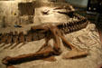 Tyrannosaurus rex skeleton from Late Cretaceous at Museum of the Rockies. Bozeman, MT.