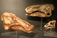 Edmontosaurus annectens, largest of duckbill dinosaurs, at Museum of the Rockies. Bozeman, MT.