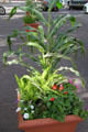 Planter with flowers & corn on Santa Fe Plaza. Santa Fe, NM.