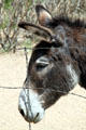 Mule at Rancho de las Golondrinas. Santa Fe, NM.