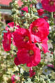 Hollyhocks at San Francisco de Asis Church. Taos, NM.