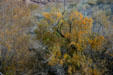 Plant life around Lake Mead. Las Vegas, NV.