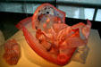 Macchia Seaform Group of glass sculptures by Dale Chihuly at Corning Museum of Glass. Corning, NY.