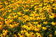 Summer flowers at Locust Grove Gardens. Poughkeepsie, NY