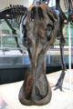 Duck billed face of Anatotitan copei of Late Cretaceous era at American Museum of Natural History. New York, NY