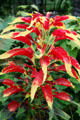 Tricolor Amaranthus bush with red leaves & yellow tips at Toledo Botanical Garden. Toledo, OH.