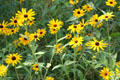 Daisies at Historic Kirtland Village. Kirtland, OH.