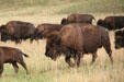 Buffalo at Custer State Park. SD.