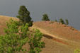 Landscape of Custer State Park. SD.