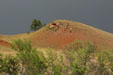 Landscape of Custer State Park. SD.
