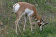 Grazing pronghorn antelope at Custer State Park. SD.