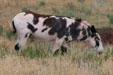 Feral burros at Custer State Park. SD.